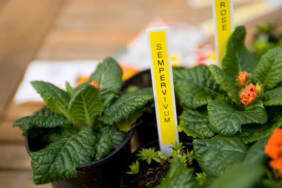Brother - TZe-631, žlutá / černá (12mm, laminovaná)